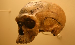 <p>Un Cráneo de homo sapiens de 160.000 años de antigüedad. </p>