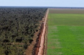 <p>Efectos de la deforestación por las macroplantaciones de soja.</p>