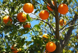<p>Naranjas en el árbol.</p>