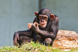 <p>Un chimpancé joven con un palo en la boca. </p>