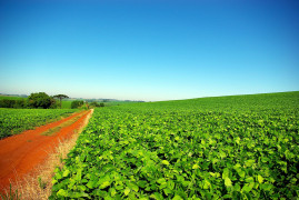 <p>Plantación de soja en Rio Grande do Sul, Brasil.</p>