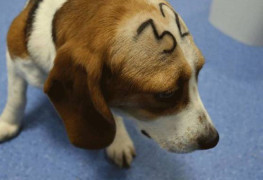 <p>Un perro en las instalaciones de Vivotecnia en el vídeo publicado por Cruelty Free International.</p>