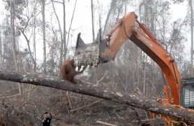 <p>Un orangután lucha contra la excavadora que destroza su hábitat (Indonesia, 2018).</p>