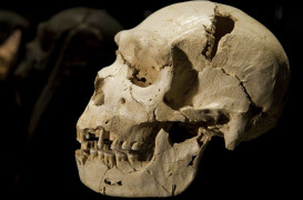 <p>El cráneo de Miguelón, un varón encontrado en la Sima de los huesos en la Sierra de Atapuerca (Burgos, España).</p>
