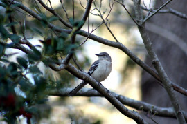 <p>Pájaro posado en un árbol en Alabama (EE.UU).</p>