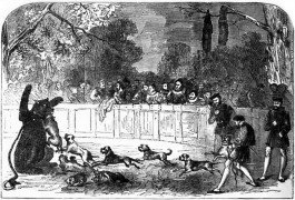 <p>Grabado de un hostigamiento de osos en la Inglaterra del siglo XVIII</p>