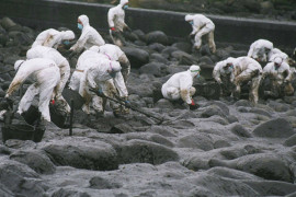<p>Voluntarios limpian chapapote de una playa gallega.</p>