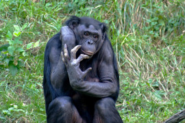 <p>Un bonobo del zoológico de Cincinnati (EEUU), mayo de 2005. <strong>/ Kabir Bakie </strong></p>