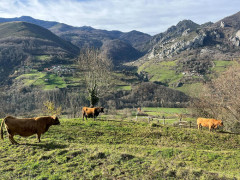 <p>Ganadería vacuna extensiva en Asturias. / <strong>Ganaderas en Red</strong></p>