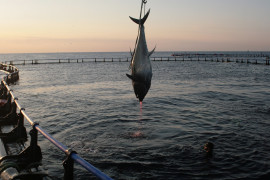 <p>Pesca de un atún de granja marina en Tarragona. / <strong>Josep Lluis Sellart</strong></p>
