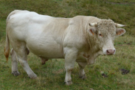 <p>Toro charolés en los puertos de Salvorón (Liébana, Cantabria). / <strong>Teofrasto820</strong></p>