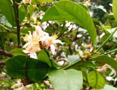 <p>Una abeja en una flor de azahar. / <strong>S.G.</strong></p>