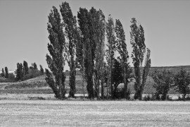 <p>Álamos en el campo. / <strong>Berta de la Vega</strong></p>