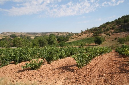 Paisaje de viñedos de la Rioja próxima a Santo Domingo.