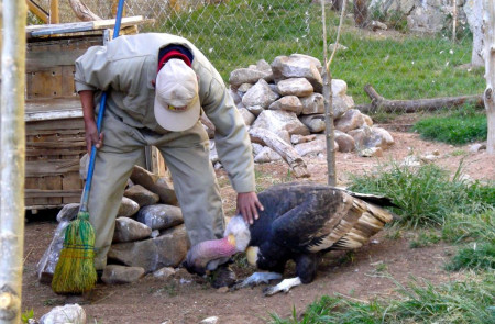 Simón y el Felipe, Zoo Municipal Andino de Oruro, Bolivia.