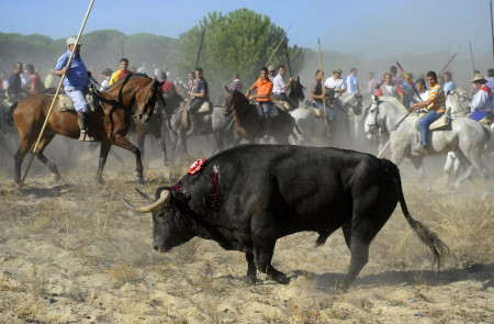 <p>Torneo del toro de Vega, en Tordesillas, el 14 de septiembre de 2010. </p>