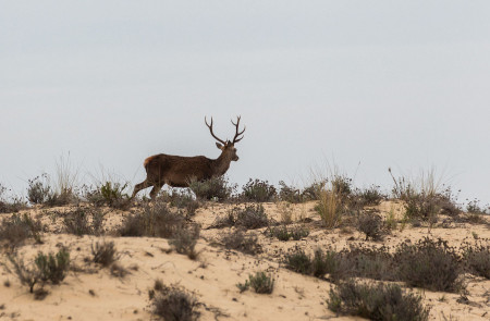 <p>Un ciervo recorre las dunas del Parque Nacional de Doñana.</p>