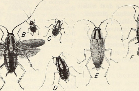 <p>Imagen del libro <em>Cockroaches : how to control them</em> (1980).</p>
