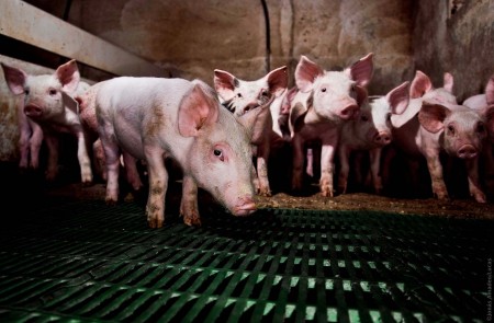 <p>Imagen de una granja de cerdos, en Toledo.</p>
