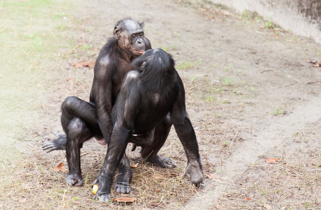 <p>Bonobos intimando, zoo Jacksonville de Florida (EE.UU.).</p>