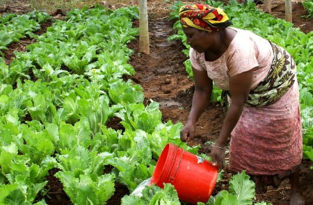 <p>Una mujer riega un cultivo en Tanzania. </p>