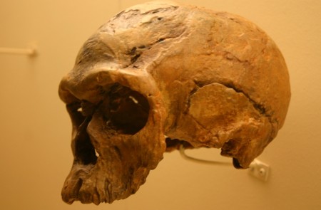 <p>Un Cráneo de homo sapiens de 160.000 años de antigüedad. </p>