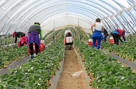 <p>Mujeres trabajando en un invernadero. </p>