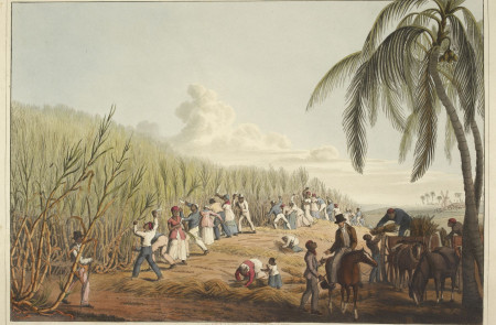 <p>Esclavos cortan caña de azúcar en una plantación de la Antigua (1823).</p>