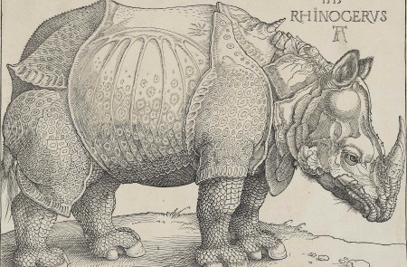 <p>El rinoceronte de Duero (1515).</p>