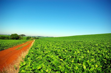 <p>Plantación de soja en Rio Grande do Sul, Brasil.</p>