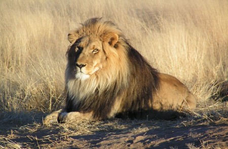 <p>León acostado en la sabana arbolada de Namibia. </p>
