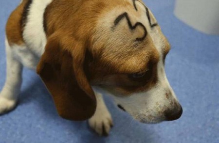 <p>Un perro en las instalaciones de Vivotecnia en el vídeo publicado por Cruelty Free International.</p>