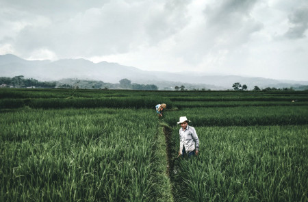 <p>Campesinos cultivan arroz en Cikancung (Indonesia).</p>