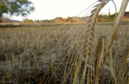 <p>Campo de trigo en Pina de Montalgrao (Comunitat Valenciana).</p>