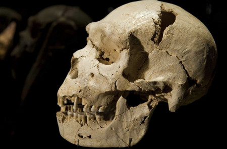 <p>El cráneo de Miguelón, un varón encontrado en la Sima de los huesos en la Sierra de Atapuerca (Burgos, España).</p>