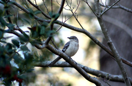 <p>Pájaro posado en un árbol en Alabama (EE.UU).</p>