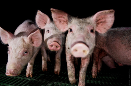 <p>Imagen de una investigación llevada a cabo en una macrogranja de cerdos en Toledo.</p>