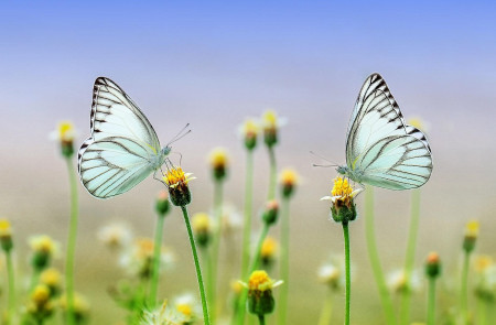 <p>Dos mariposas sobre las flores.</p>