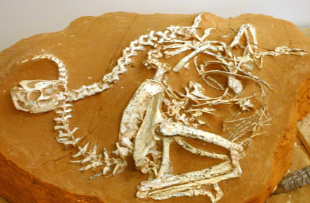<p>Fósil de oviraptosaurio.</p>