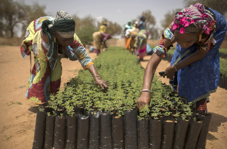 <p>Mujeres trabajando en un semillero en Senegal. </p>
