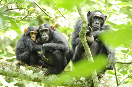 <p>Grupo de chimpancés en Uganda. </p>