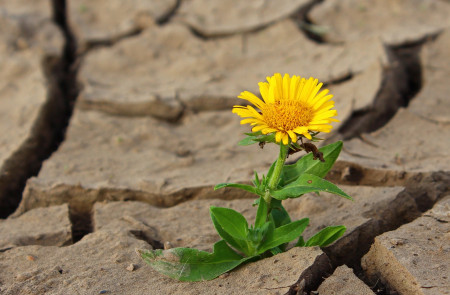<p>Imagen de una flor creciendo entre las grietas de la tierra reseca. </p>