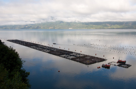 <p>Una piscifactoría de salmones en Chile.</p>