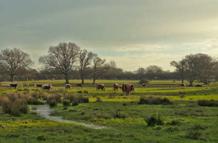 <p>Vacas pastando en el área renaturalizada de Knepp (Reino Unido).</p>