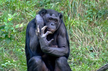 <p>Un bonobo del zoológico de Cincinnati (EEUU), mayo de 2005. <strong>/ Kabir Bakie </strong></p>