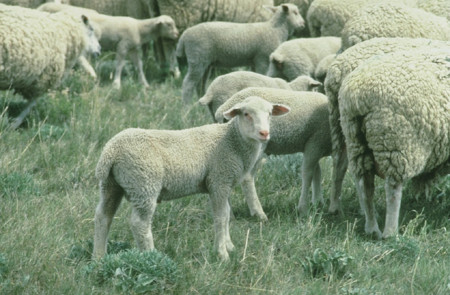 <p>Rebaño de ovejas pastando. <strong>/ ARS</strong></p>