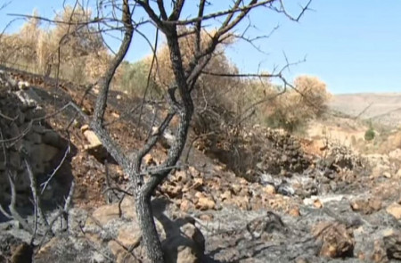 <p>Un olivo quemado por los colonos en Cisjordania en 2016. / <strong>Al Jazeera (Youtube)</strong></p>