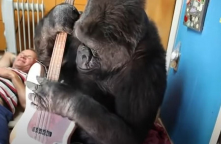 <p>La gorila Koko examina el bajo de Flea, músico de Red Hot Chilli Peppers (tumbado al fondo). / <strong>BBC</strong> </p>