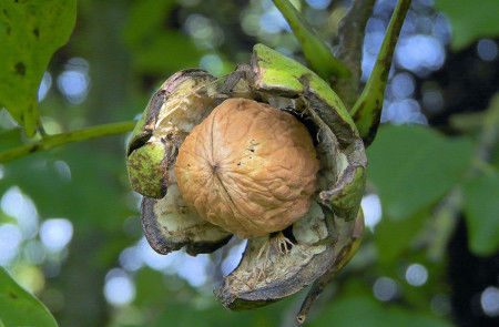 <p>Fruto del nogal. / <strong>Wikimedia </strong></p>