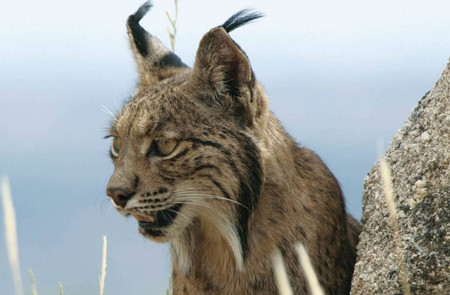 <p>Lince ibérico. / <strong>Life LynxConnect</strong></p>